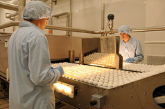 Verarbeitende Eier-Produktionsstätte